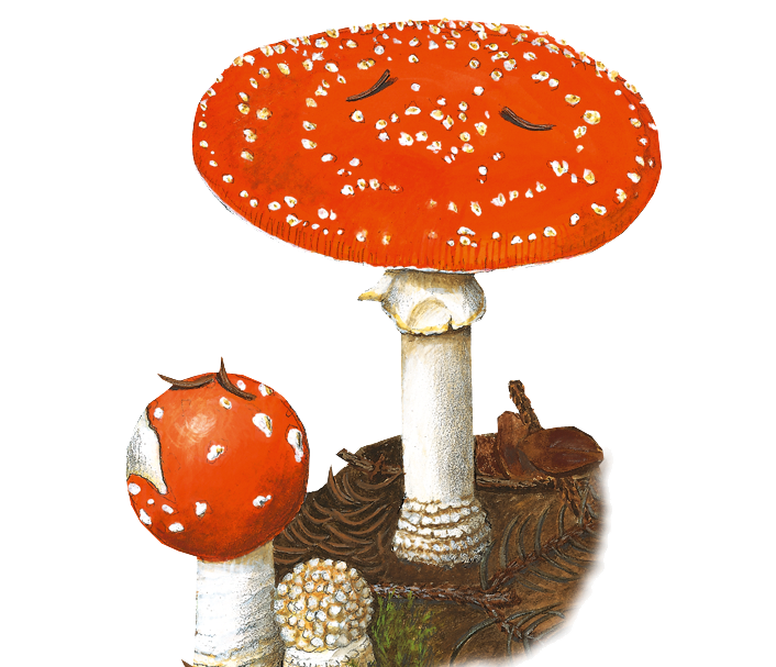 Image of a mushroom
