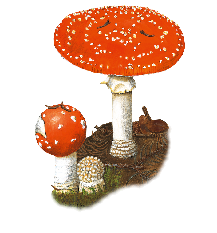 Image of a mushroom
